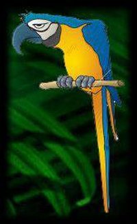 Nightlife The Blue Parrot in Charleston WV
